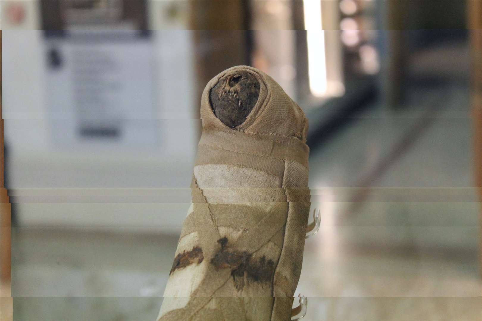 A mummified cat is one of the more unusual items held by the Beaney House of Art and Knowledge