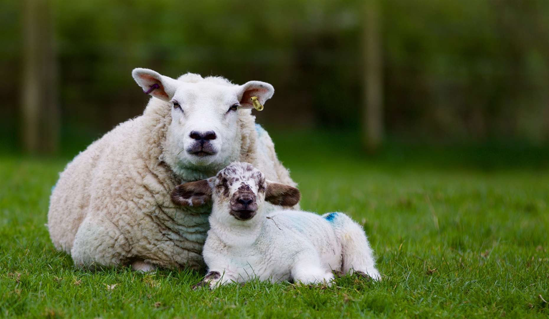 Lambs are typically born between November and May, but lambing season peaks in the spring. Picture: iStock