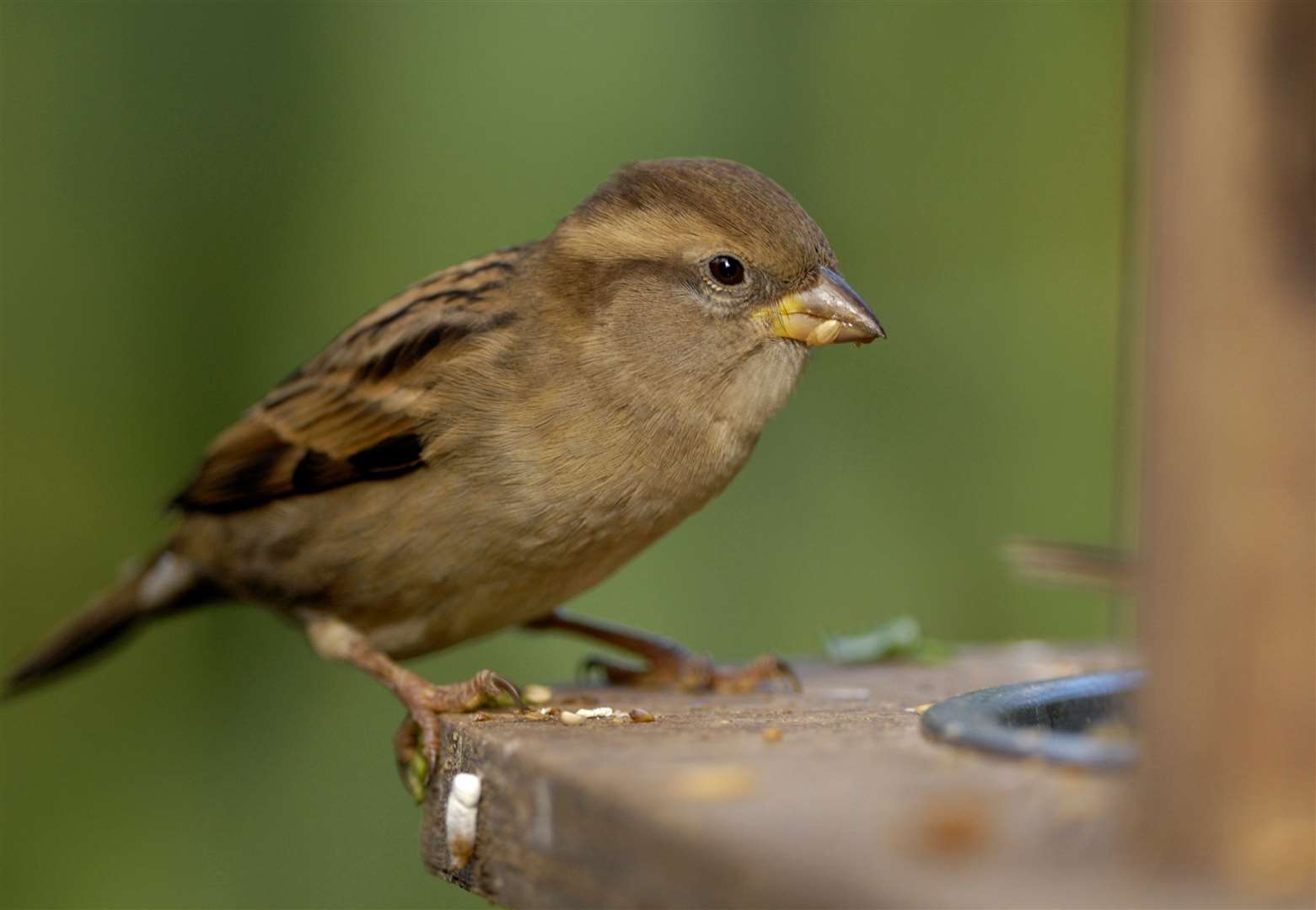 The House Sparrow feeding in a garden. Image: Ray Kennedy (RSPB images).