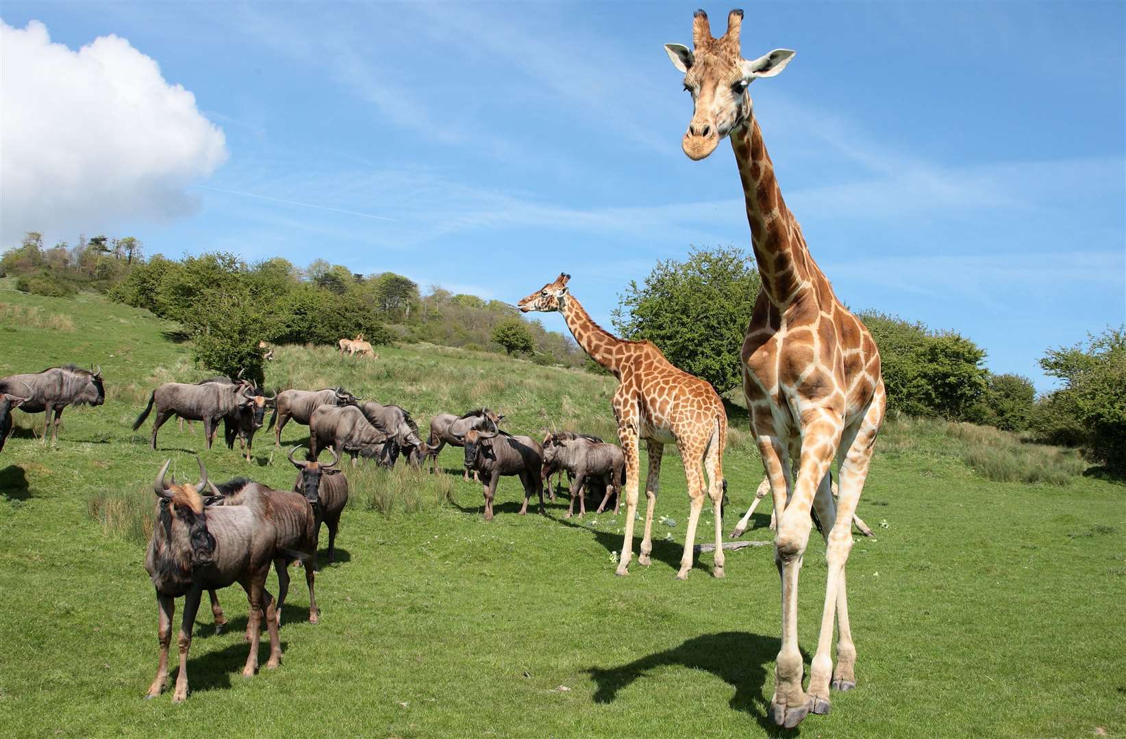 Port Lympne is home to more than 900 animals across its 600-acre park. Picture: Port Lympne / The Aspinall Foundation