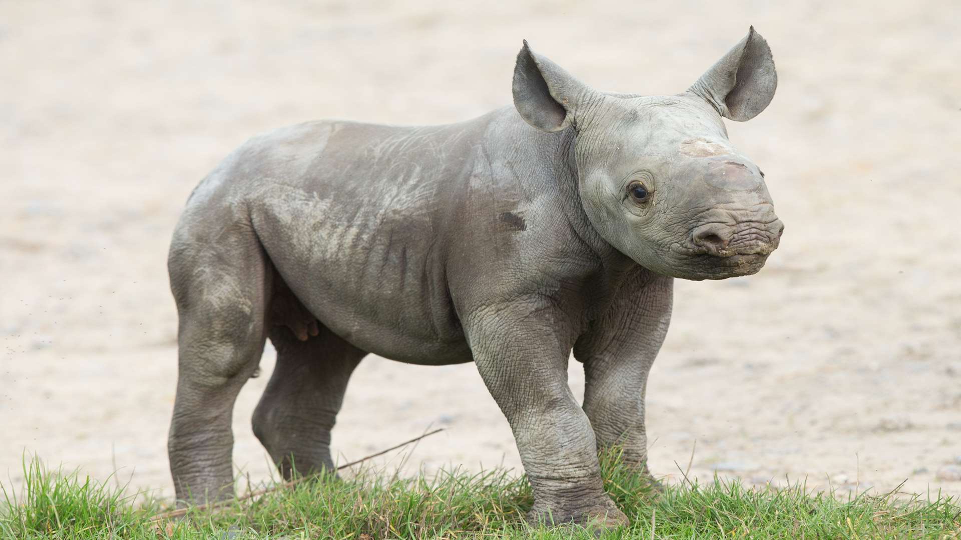 A baby rhino at Howletts Wild Animal Park