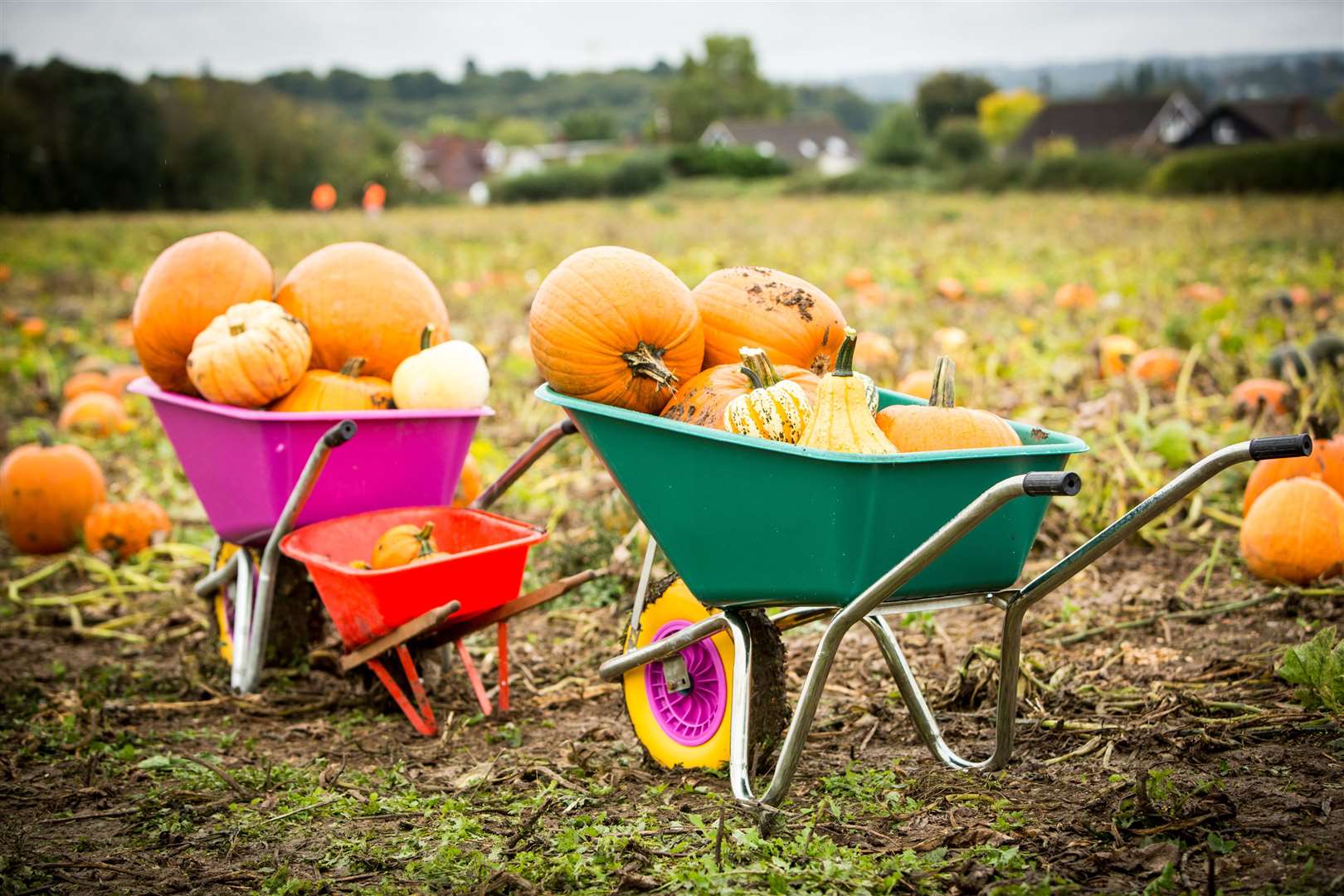 Pumpkin fields have been extremely popular already in October