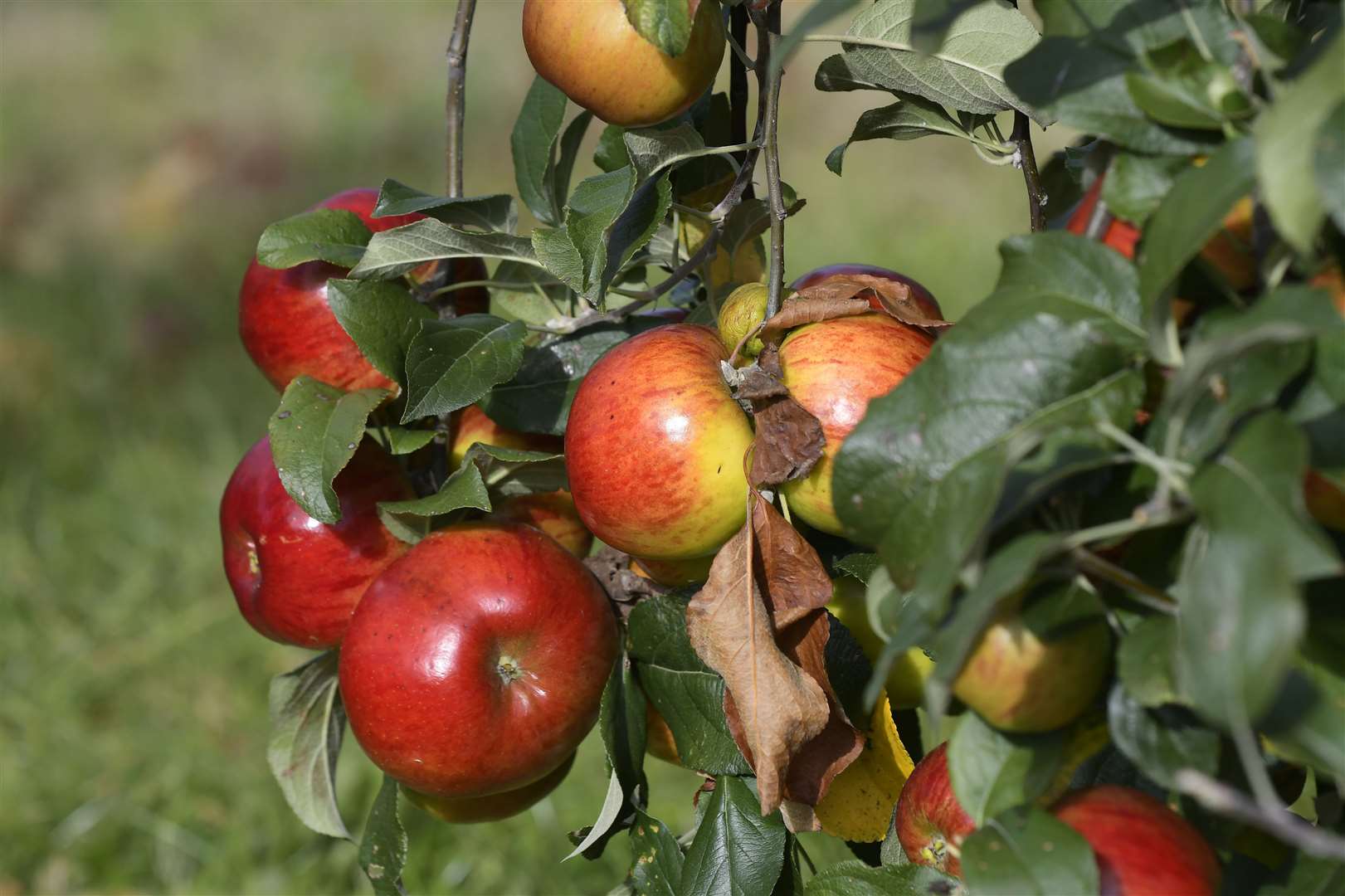 Brogdale Farm is staging juicing days this half term Picture: Tony Flashman