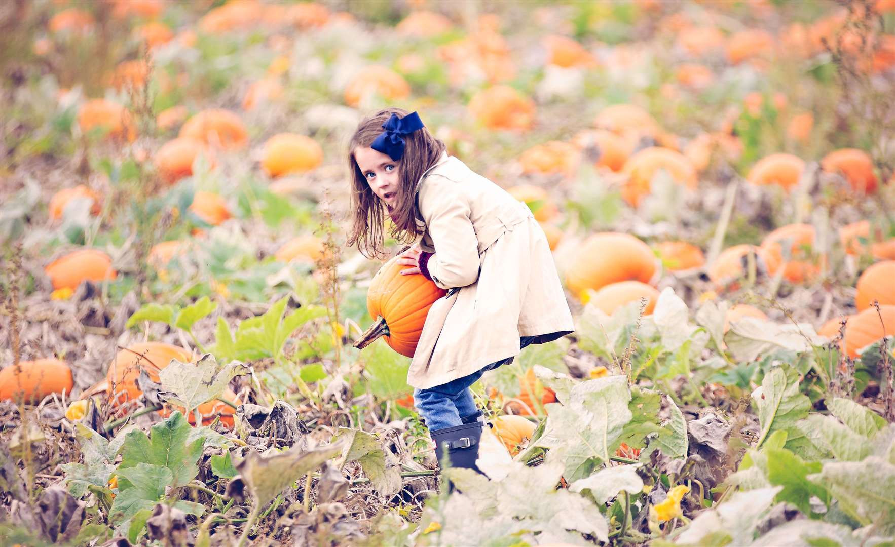Pumpkin picking at PYO Pumpkins in Hoo. Picture: Bruce Middlemiss.