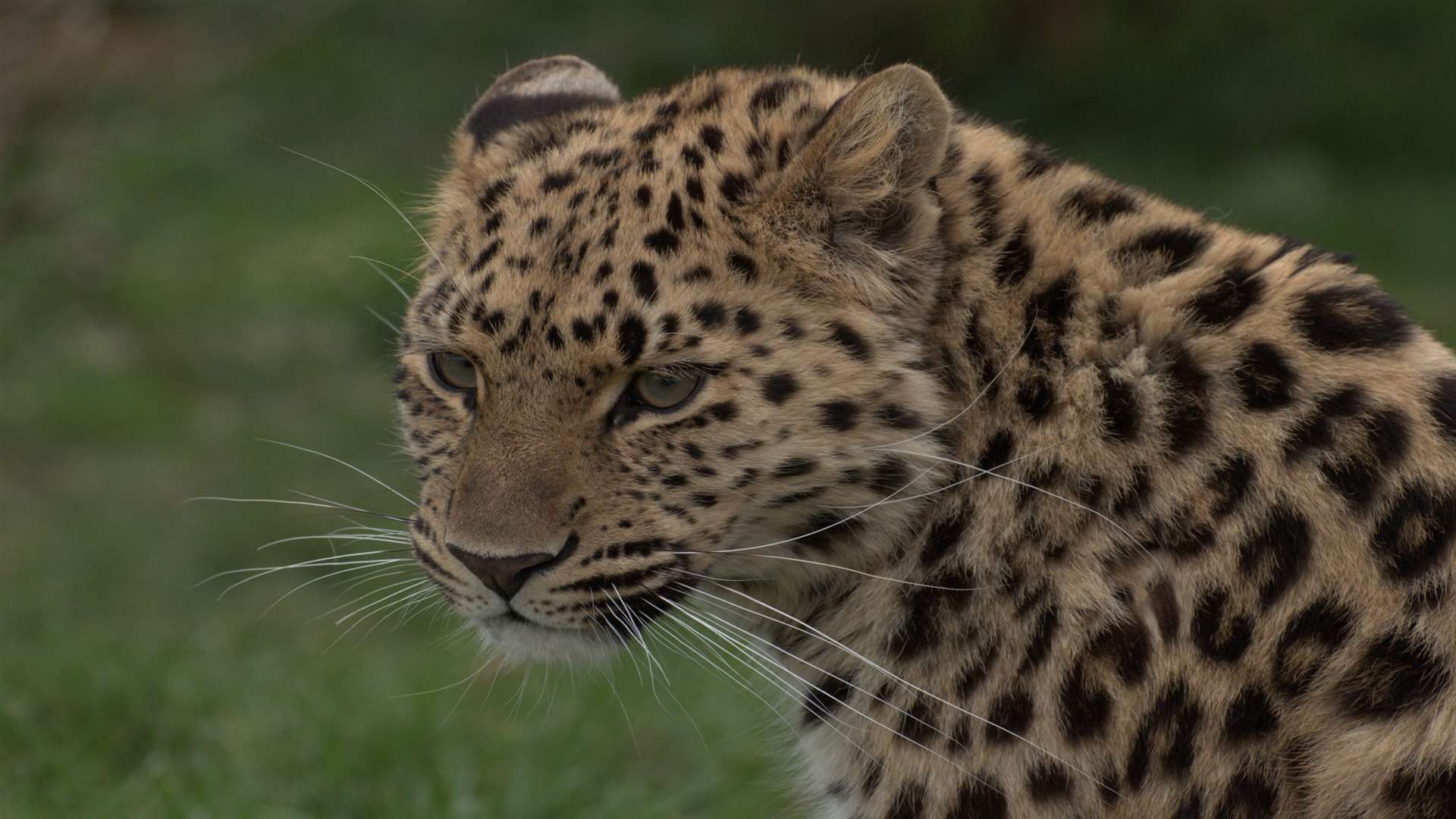 Zeya pictured at the Wildlife Heritage Foundation in Smarden