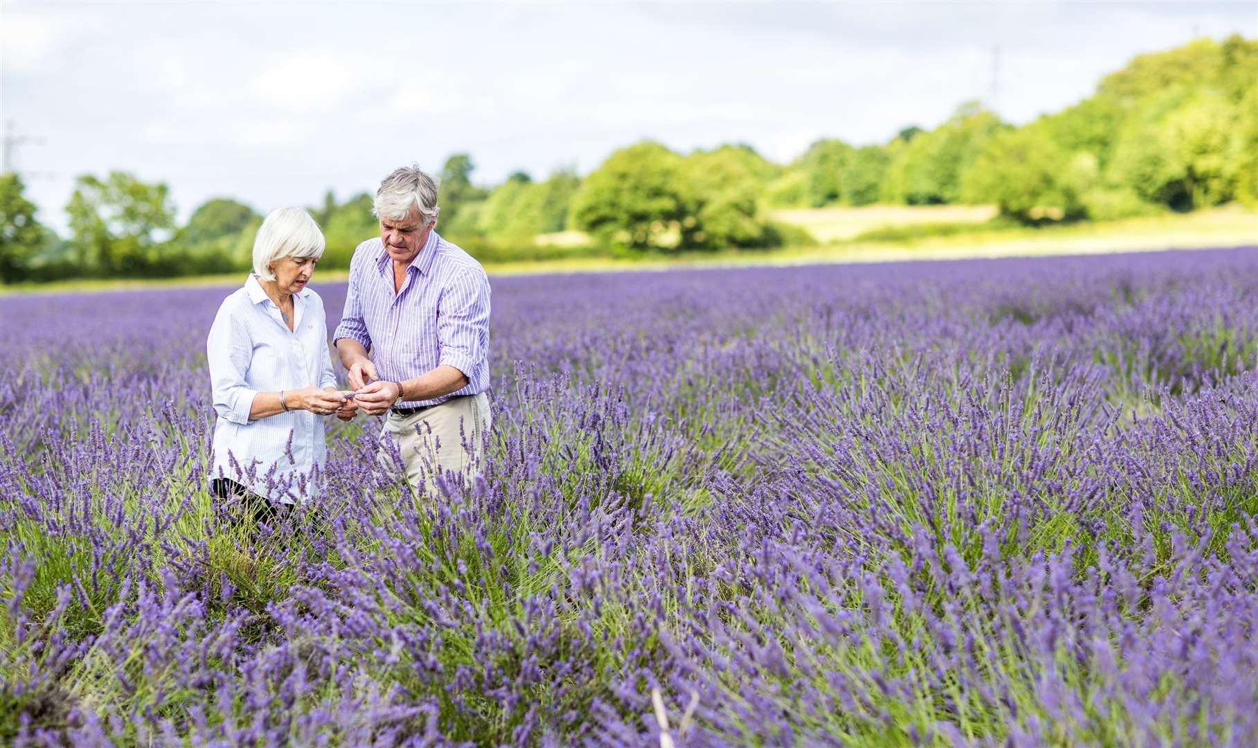 William and Caroline Alexander check the lavender at Castle Farm earlier this summer