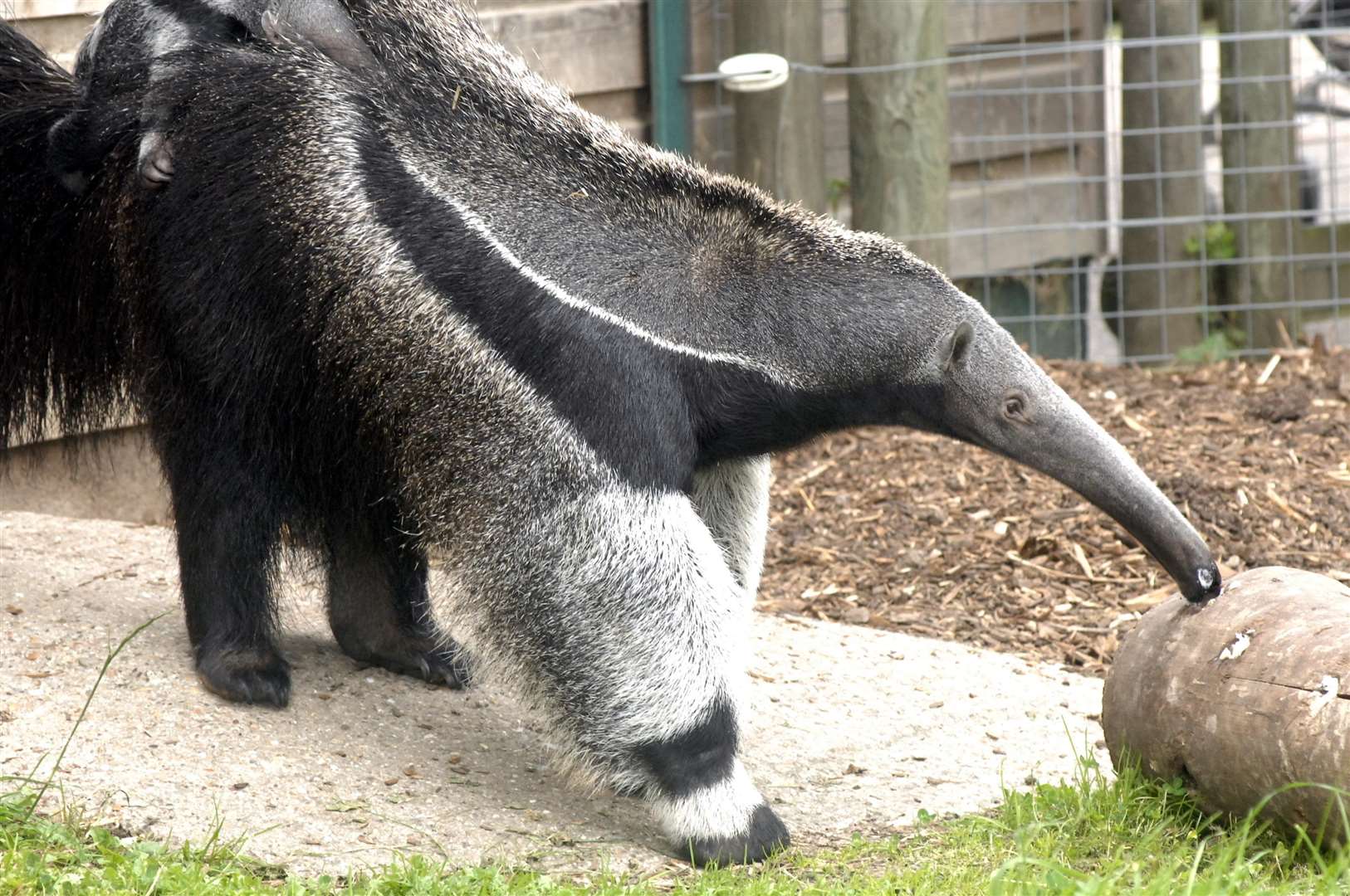 Meet Kent's only anteater at Howletts