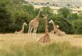 Win an overnight stay at Port Lympne 