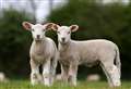 Spring delivery: where to see newborn lambs in Kent