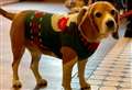 Get tails wagging with dog-friendly Christmas walk