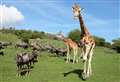 A festive first: Wildlife park announces new Christmas light trail