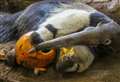 Wildlife park offers free kids' tickets for October half term