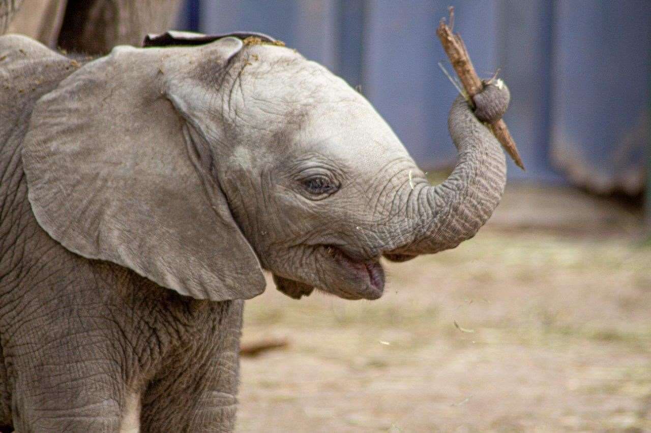 The elephants at Howletts