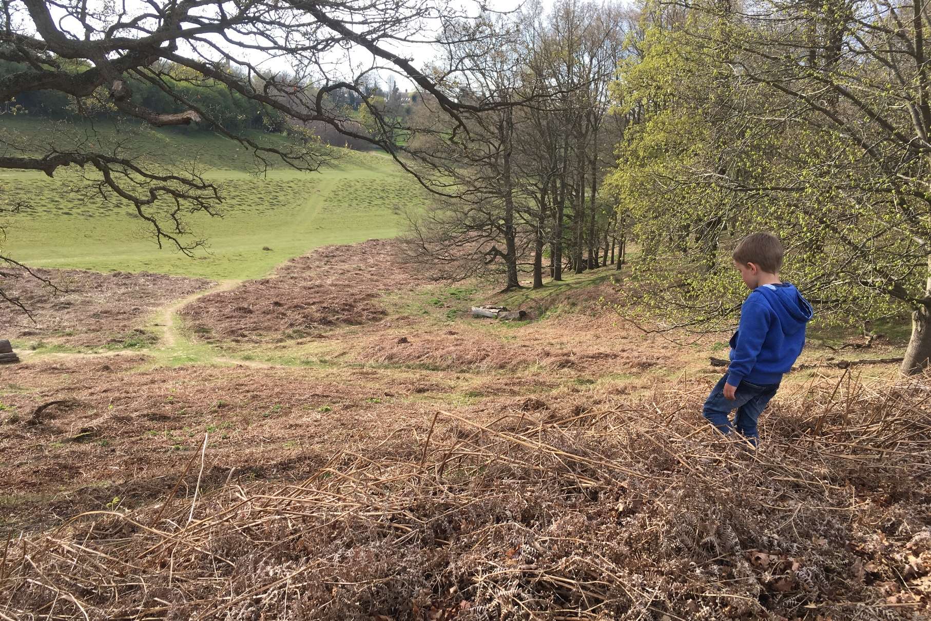 Room to roam at Knole