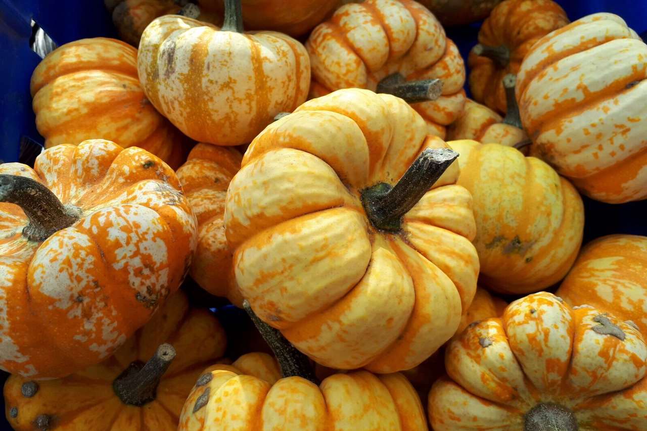 Miniature Harlequin pumpkins