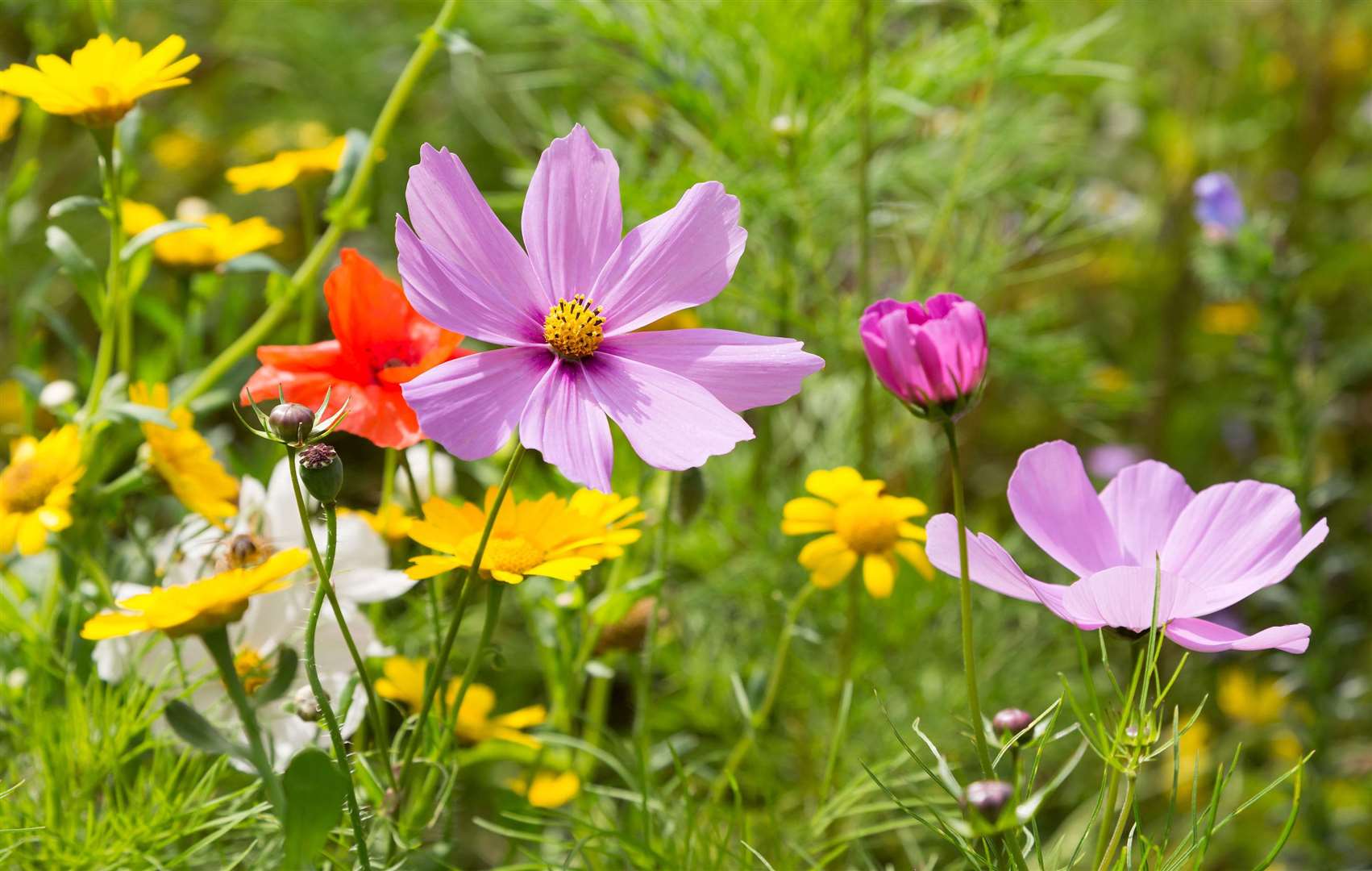 Let the kids get their hands dirty making a wildflower seedball