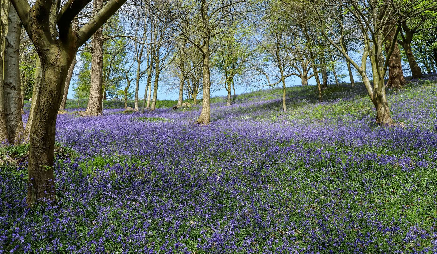 Bluebells spend the majority of their time underground as bulbs and generally emerge to flower from April onwards. Picture: Chris Jonas / National Trust Images