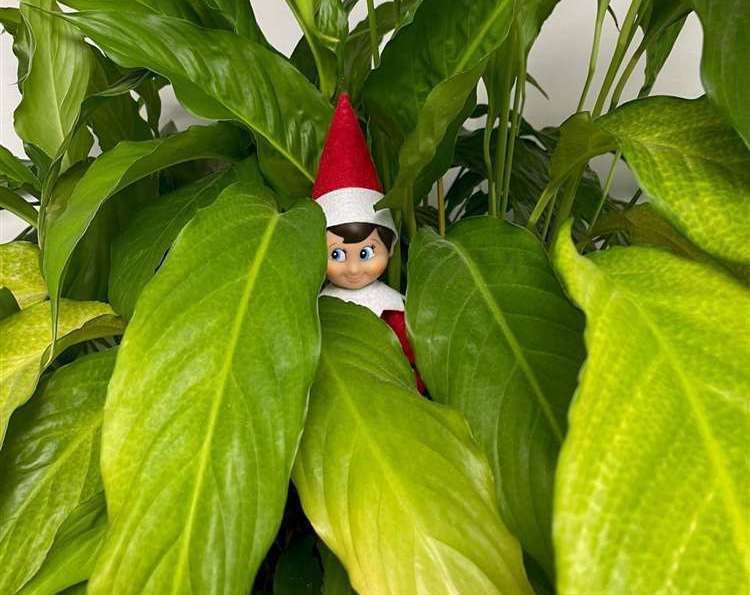 The elves will soon start appearing in people’s homes!
