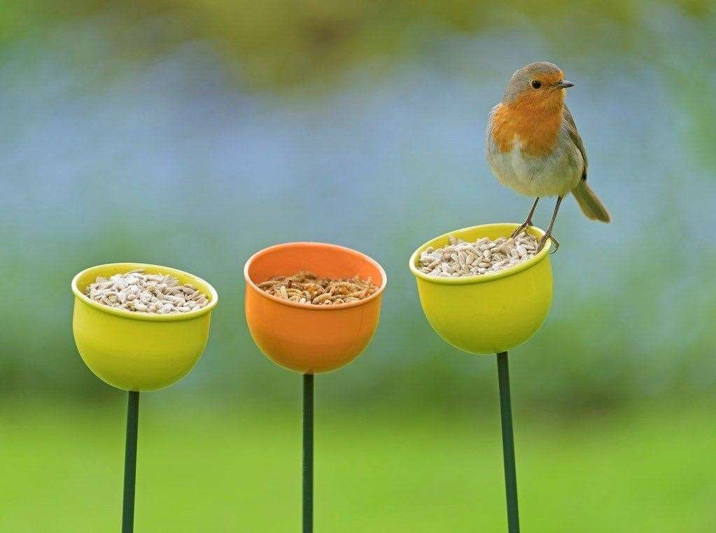 Will you spot a robin? Picture: RSPB/Chris Gomersall
