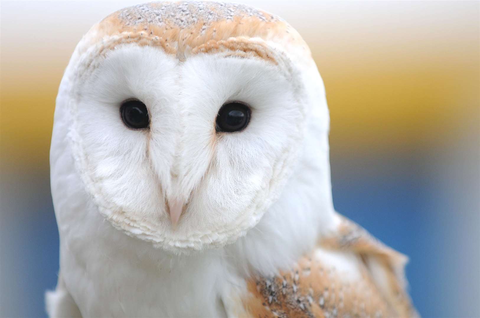 Meet a barn owl at The Beaney this Saturday (November 10)