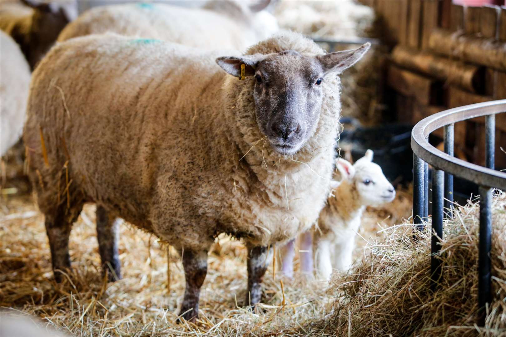 High Weald Academy Lambing Weekend last year