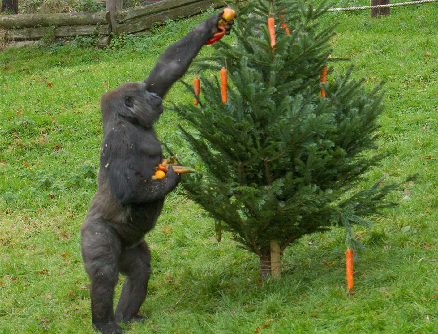 Howletts and Port Lympne are welcoming back visitors.