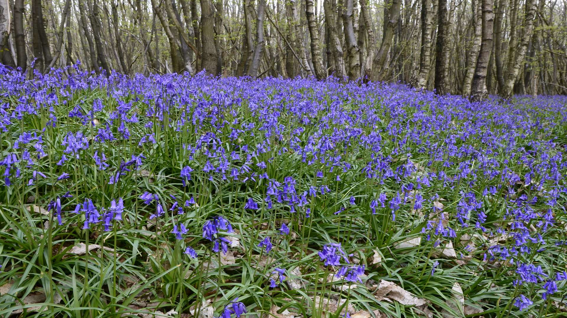 Carpet of bluebells in Kings Wood, Challock. Picture By Gary Browne