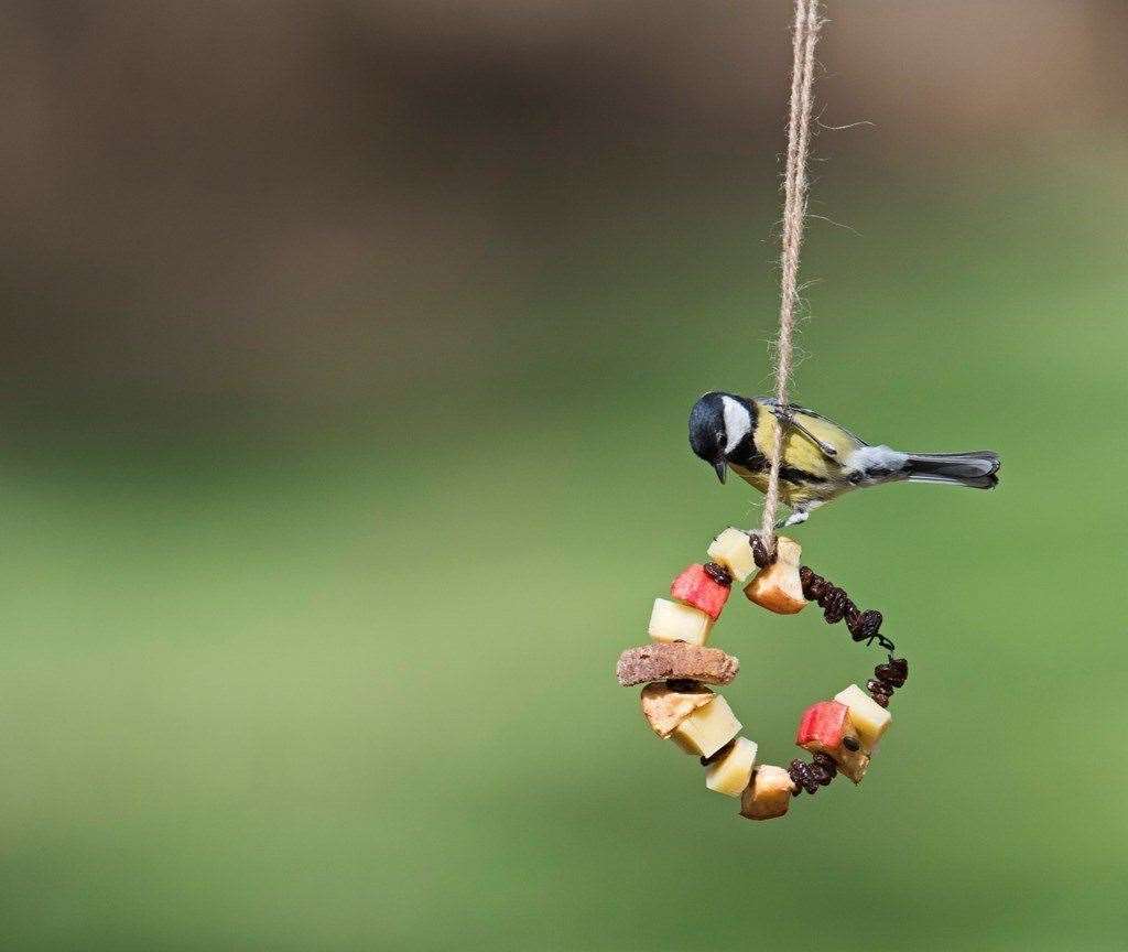 A home-made bird feeder for the garden
