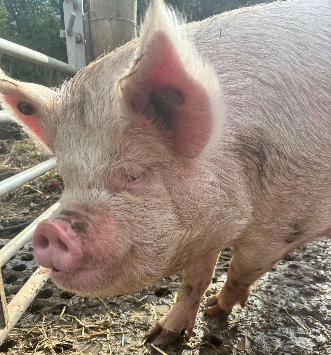 It is a working farm with pigs, cows, goats, sheep and more. Picture: Kyle Ratcliffe
