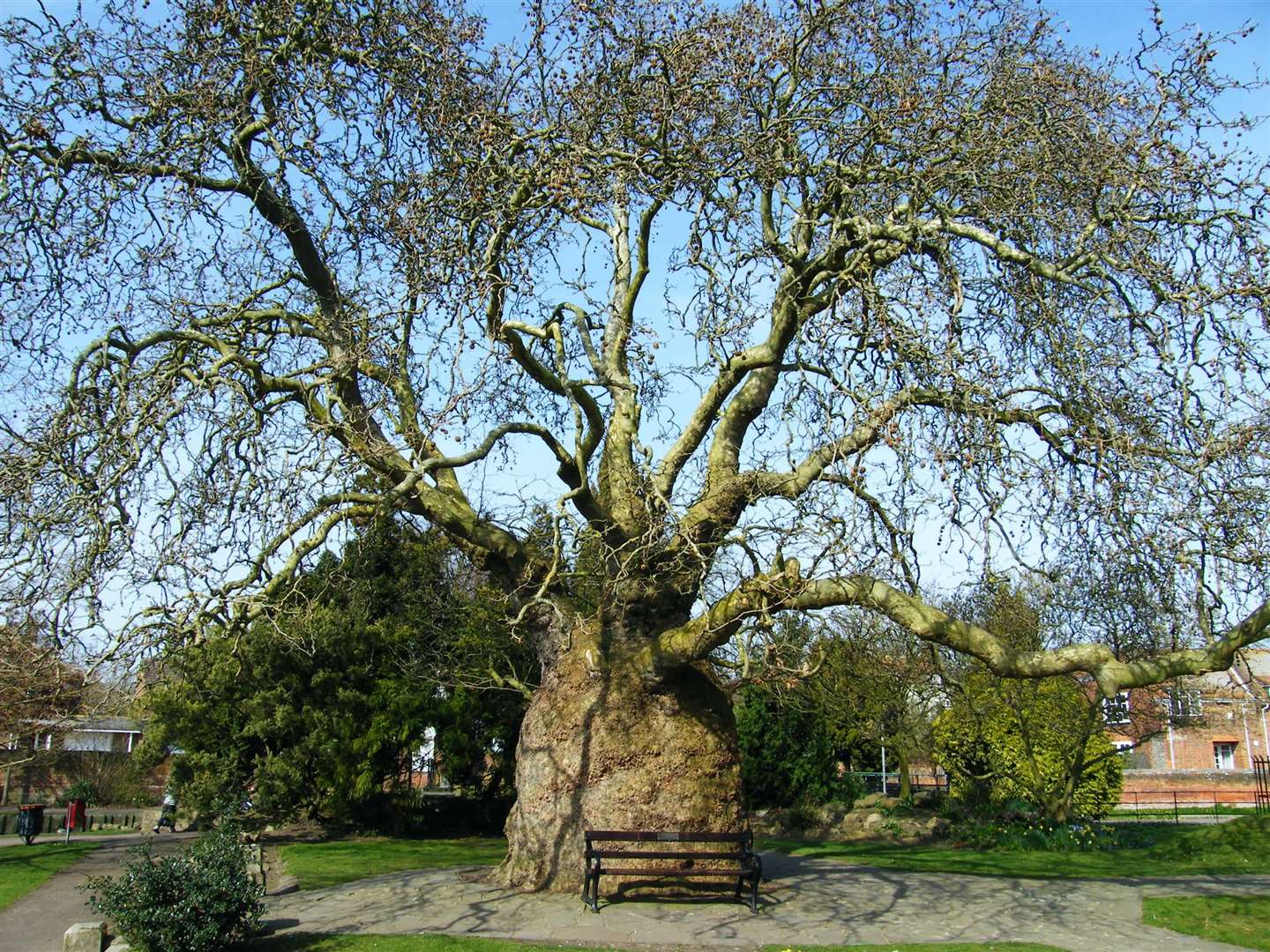 The strange tree in Westgate Gardens draws curious crowds to see its extraordinary shape and size. Picture: Colin Miles