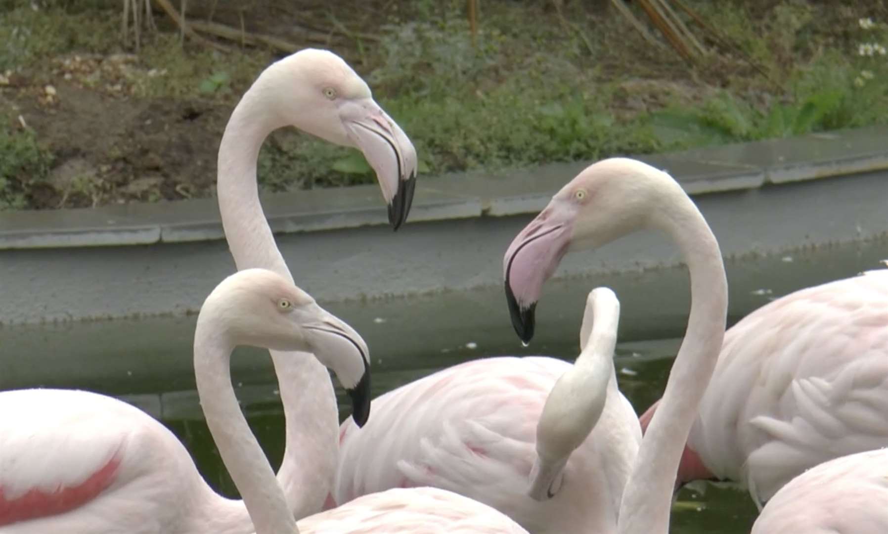 A flamboyance of flamingos arrive at Fenn Bell Zoo