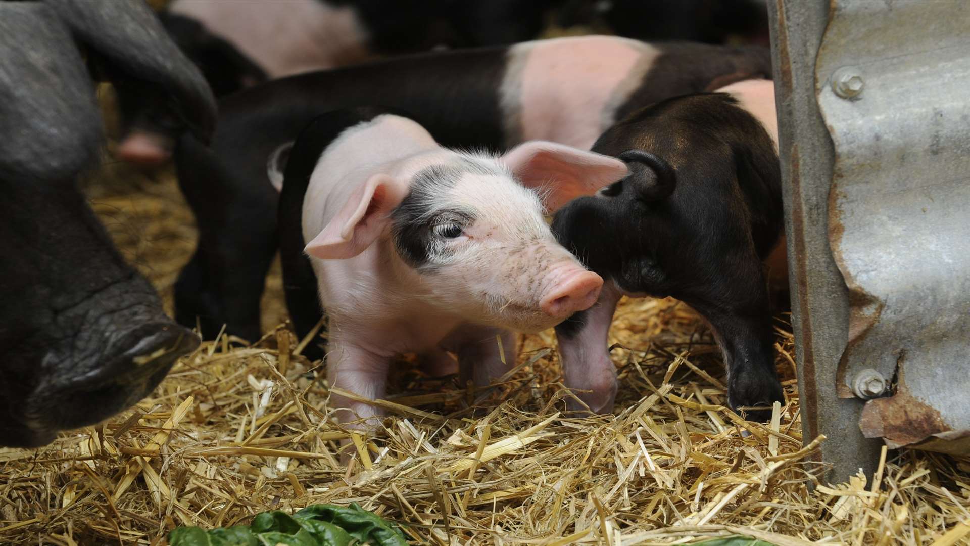 Pigs at the farm. Picture: Gary Browne