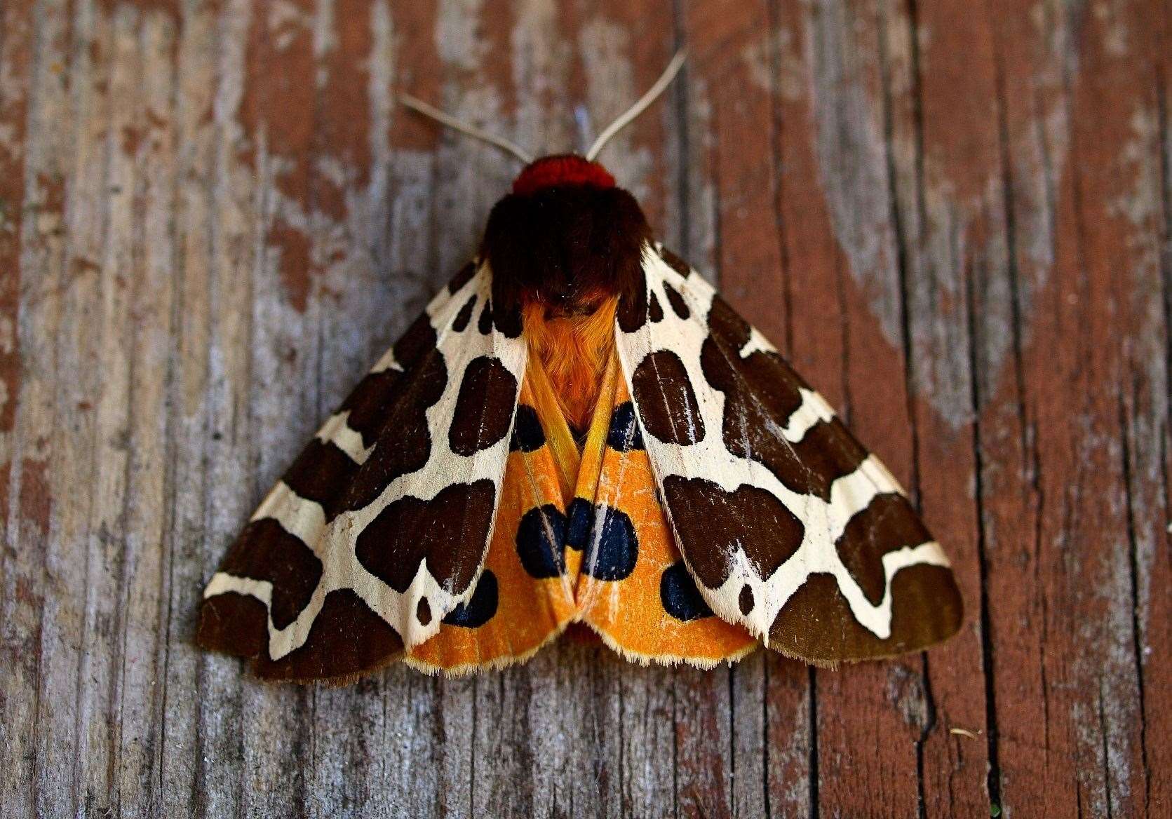 Kent Wildlife Trust is encouraging us all to look out for wildlife Picture: Paul Tinsley-Marshall