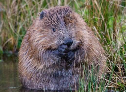 Beavers are rare in England
