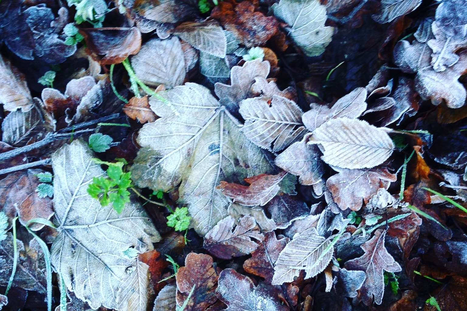 Frozen fever? The hunt was on for the crispest and prettiest leaves.