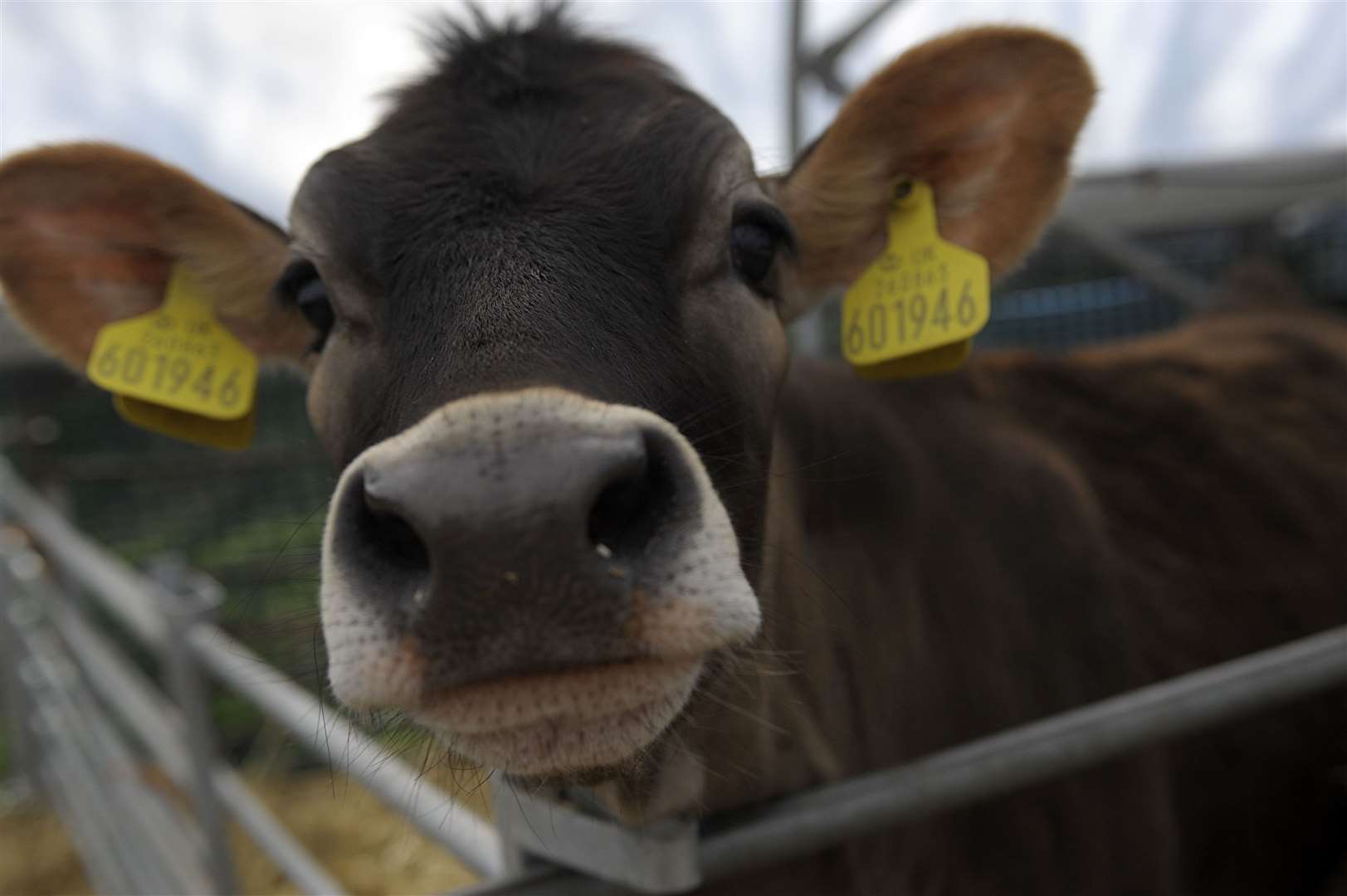 The Rare Breeds Centre in Woodchurch, Ashford, is a popular family attraction