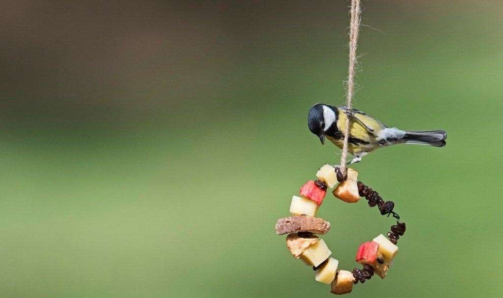 A home-made bird feeder for the garden