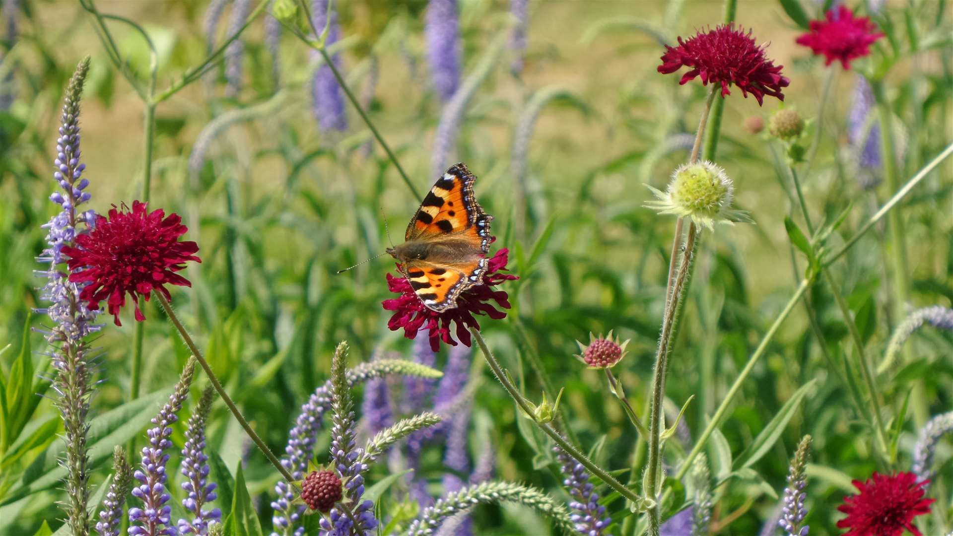 There are ways to encourage more butterflies to visit your garden