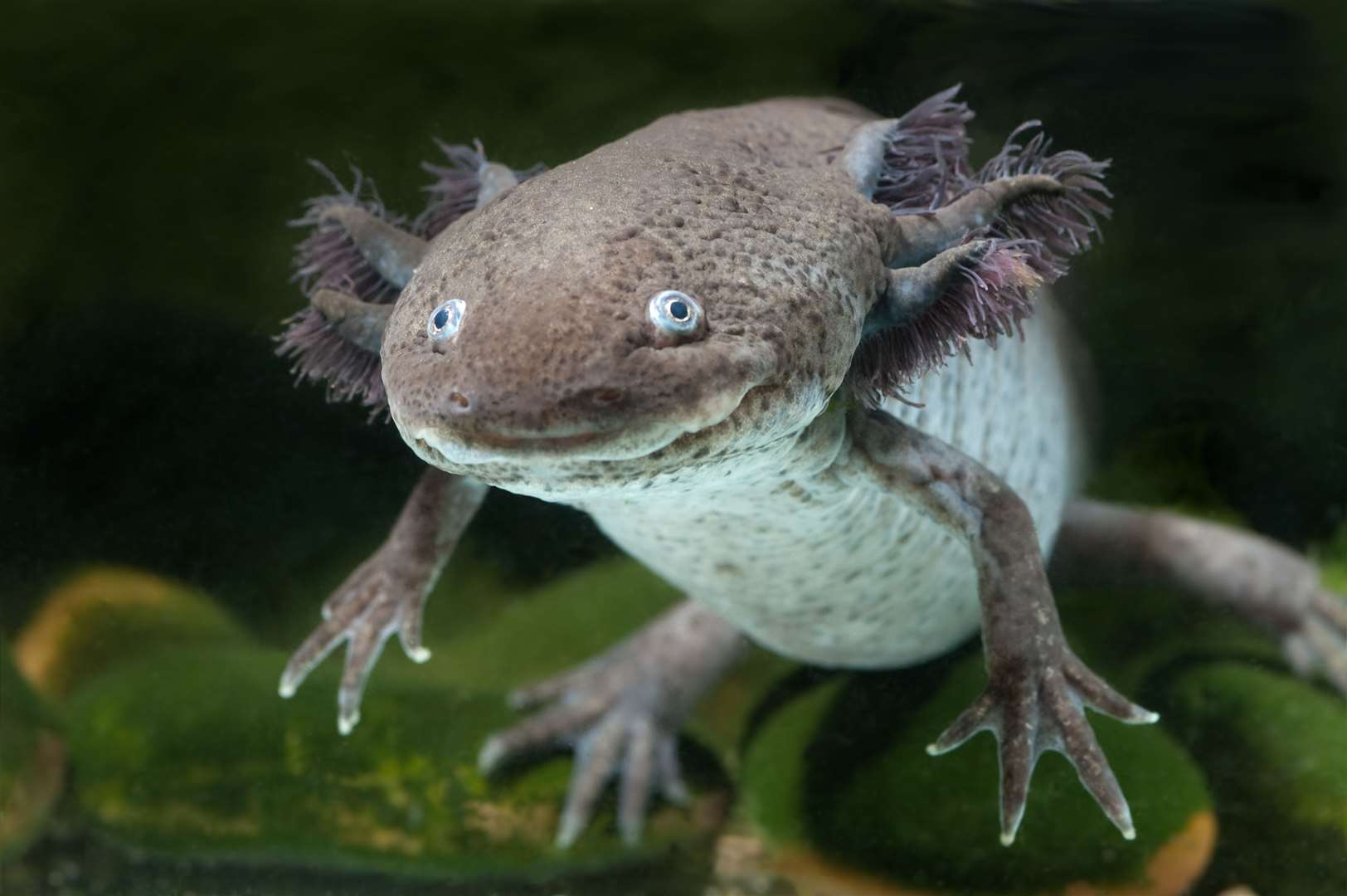An axolotl is a type of salamander that comes from Mexico. Image: istock
