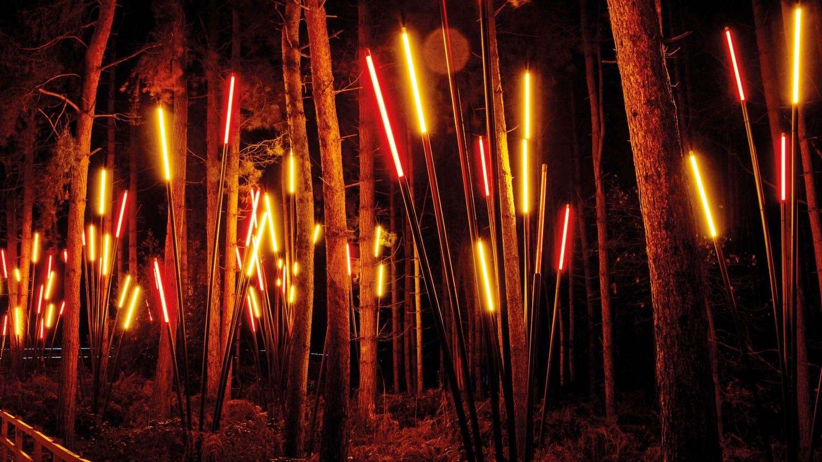 Tickets are on sale for the Christmas light extravaganza. Picture: Bedgebury Pinetum