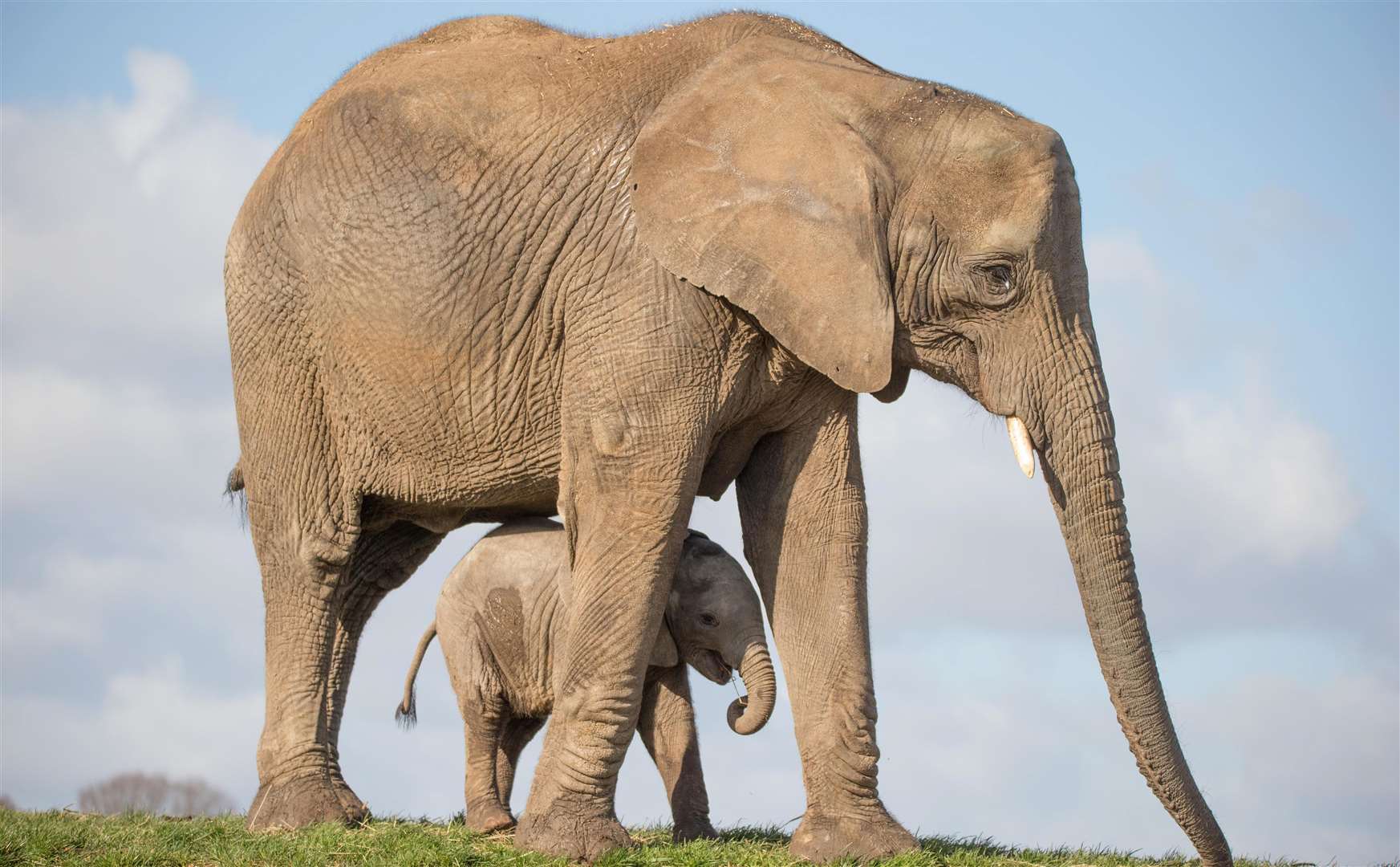 Howletts Wild Animal Park is home to the UK’s largest herd of African elephants. Picture: Howletts