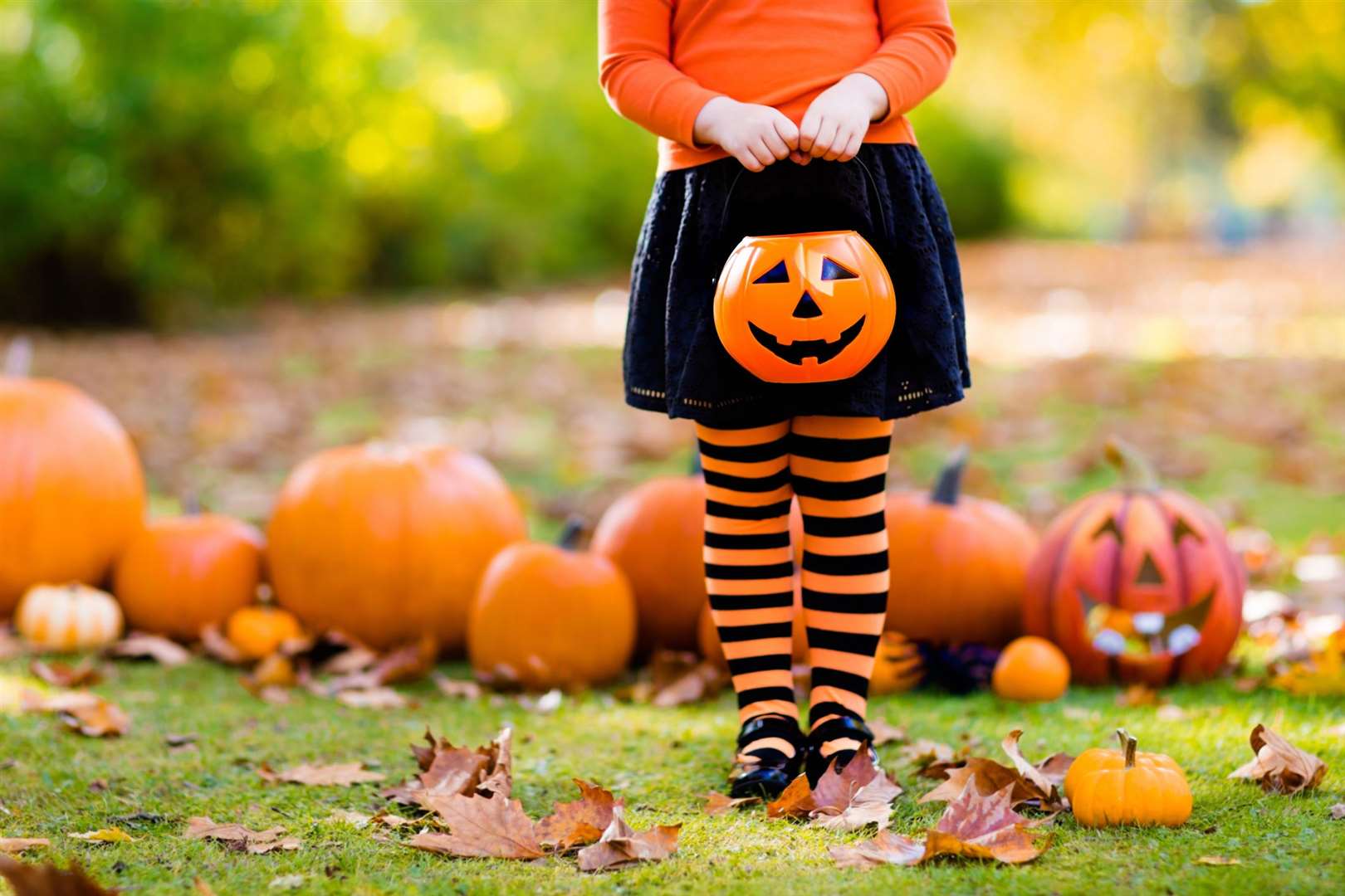 Kids with pumpkin on Halloween. Little girl in witch costume and hat playing in autumn park. Child at Halloween trick or treat. Kid trick or treating. Toddler with lantern. Children with candy bucket.. (17530150)