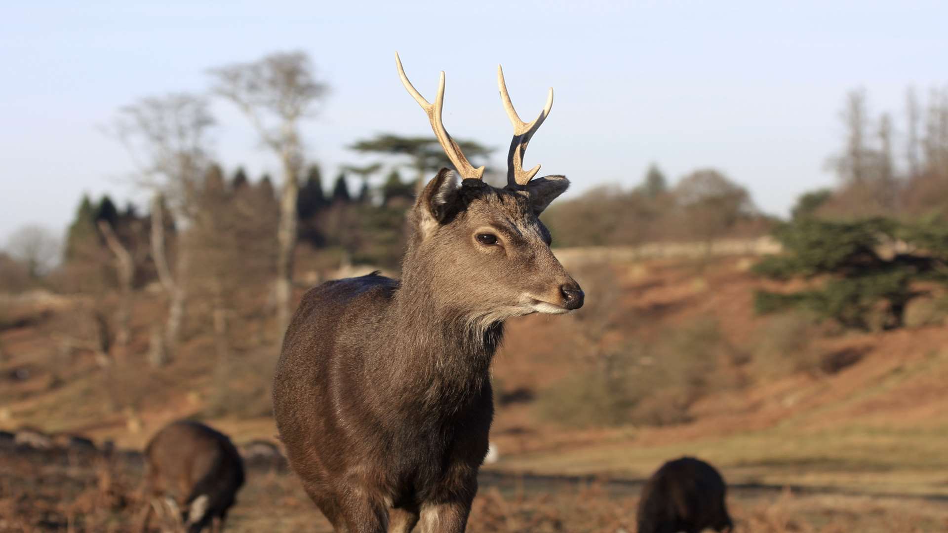 Enjoy a walk at the deer park at Knole near Sevenoaks