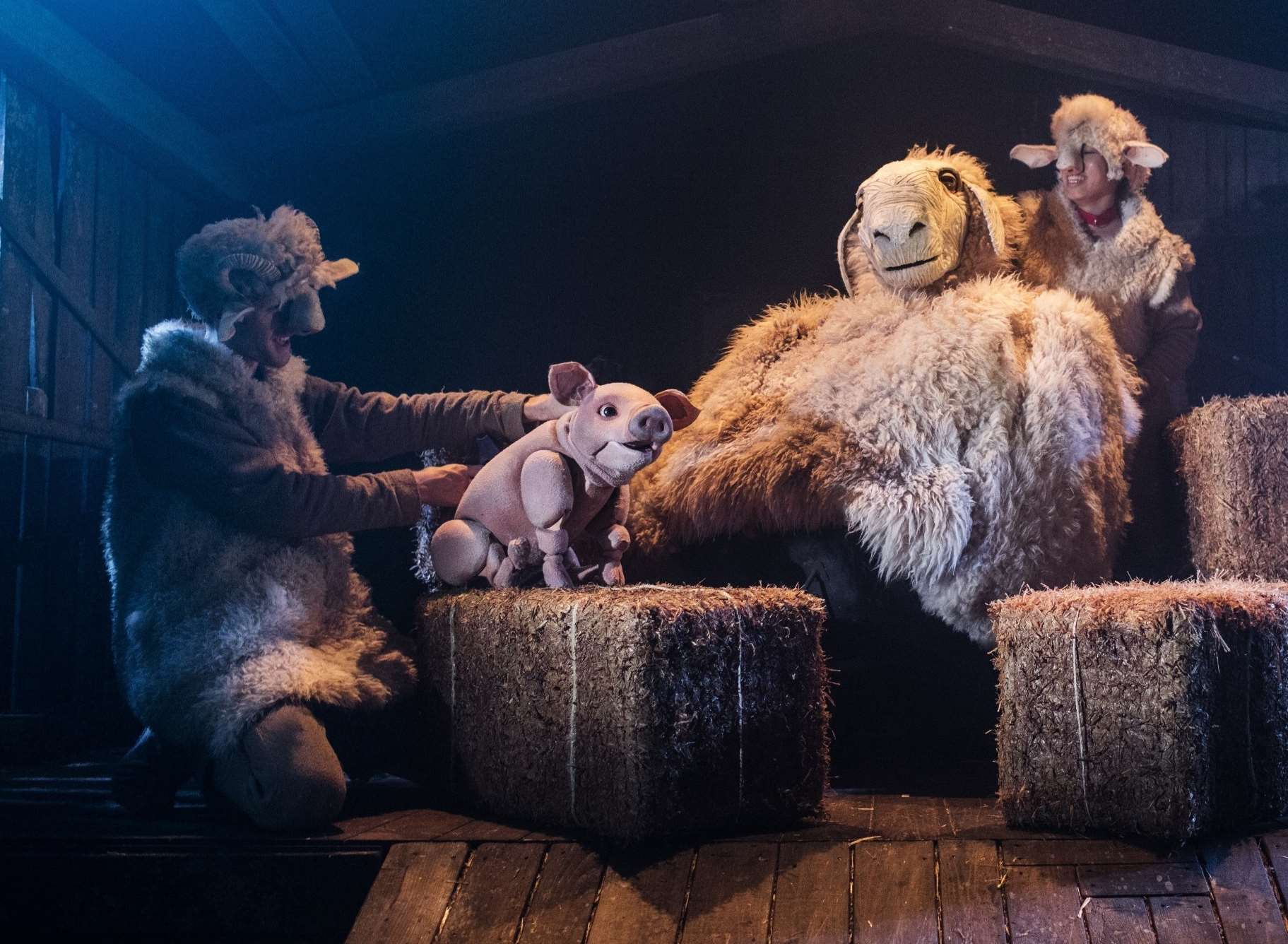 Babe, The Sheep Pig will play at the Orchard Theatre