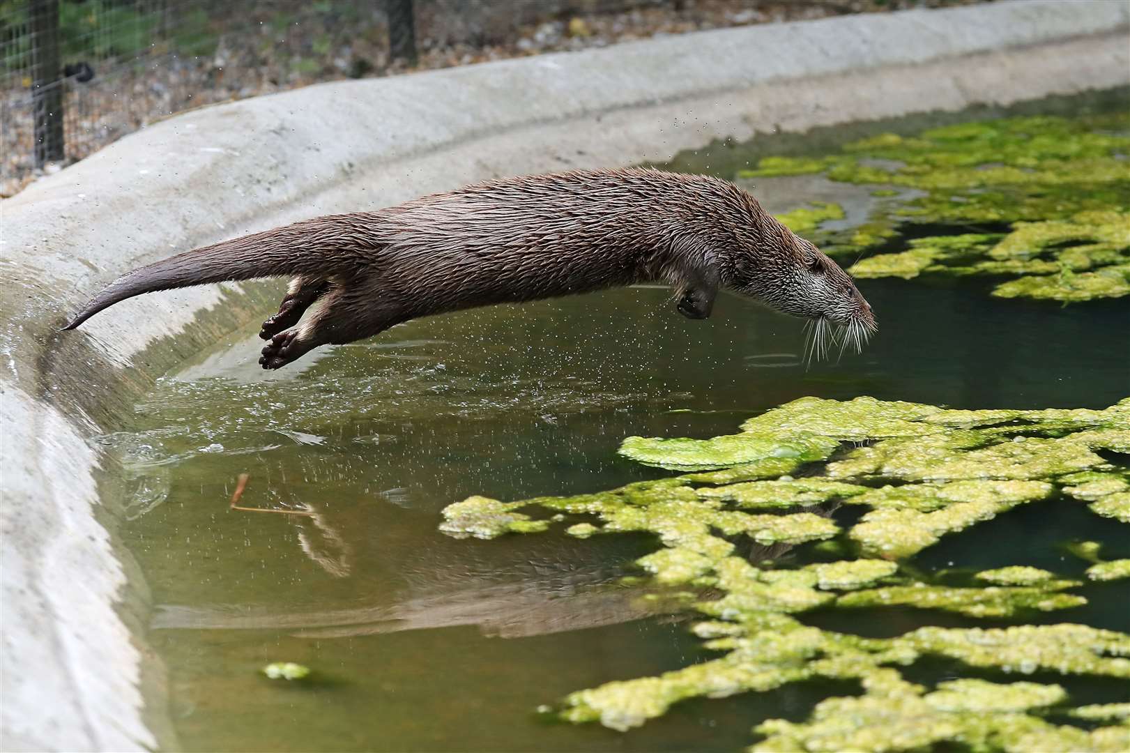 Wildwood's otters are diving in to half term