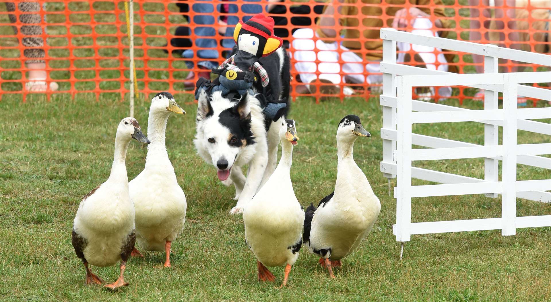 There will be a dog and duck show