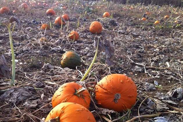 Pick your own pumpkin this autumn
