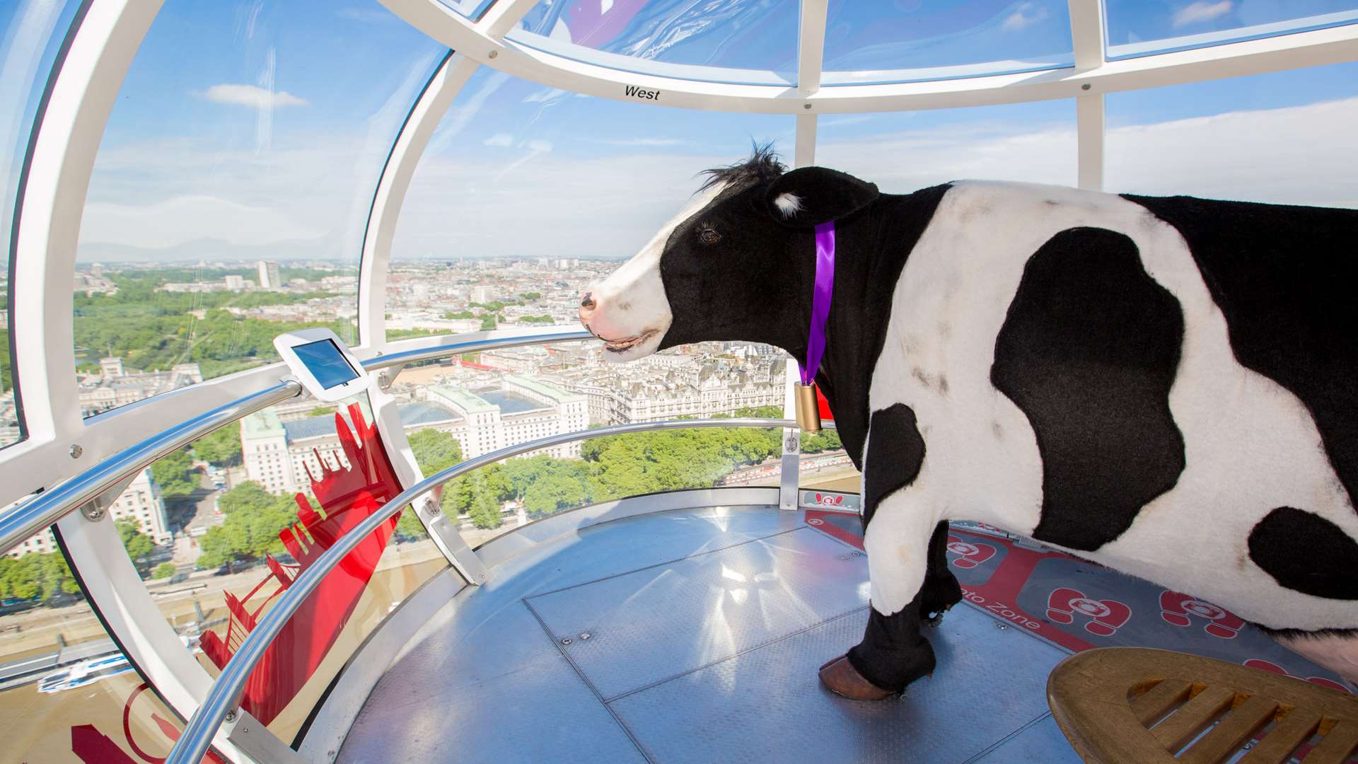 The Cadbury animatronic cow hitches a ride on the London Eye