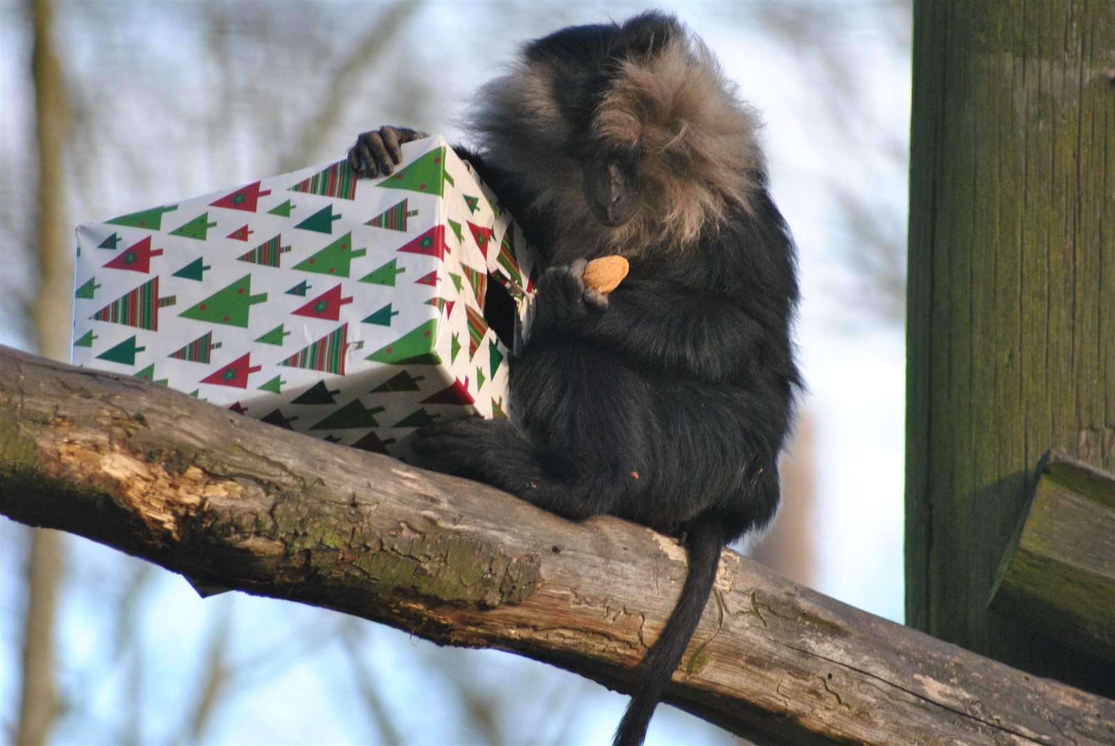 A macaque enjoys his Christmas present at Howletts in 2017. Credit: The Aspinall Foundation/David Rolfe