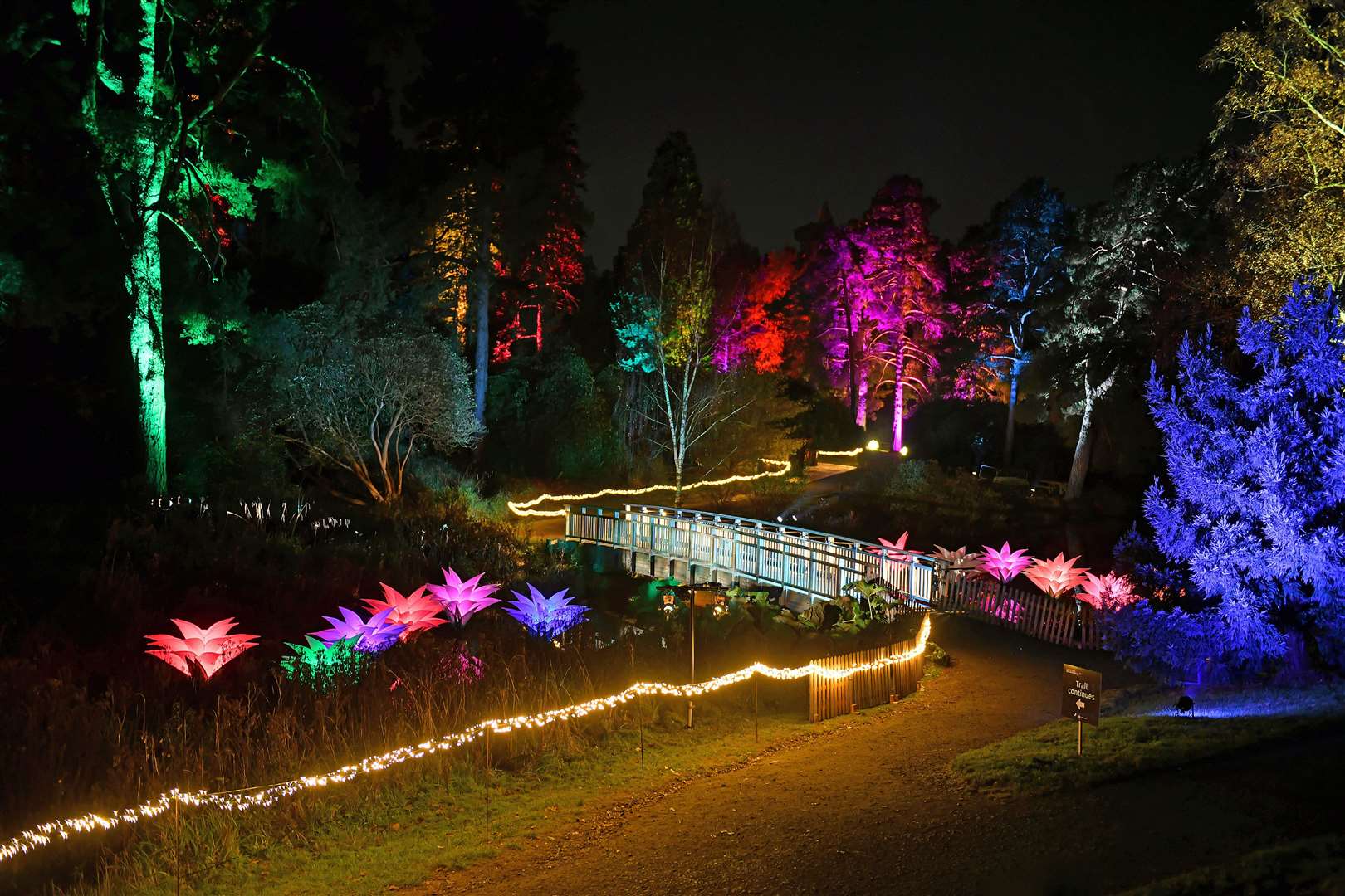 Christmas at Bedgebury National Pinetum will delight visitors once again this year. Picture: Paul Sanders/Sony Music